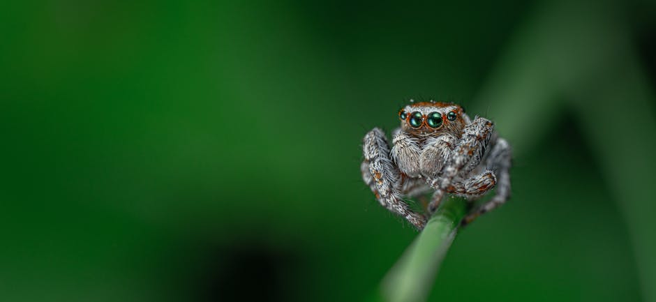 Your Guide to an Effective Web Portfolio