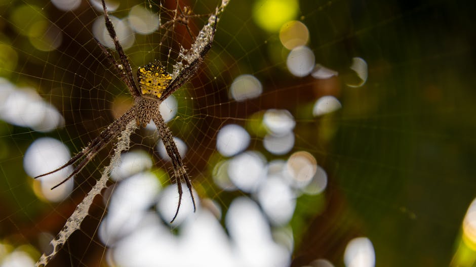 Your Guide to an Effective Web Portfolio