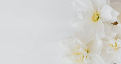 Aesthetic Photography: The Beauty of Simplicity