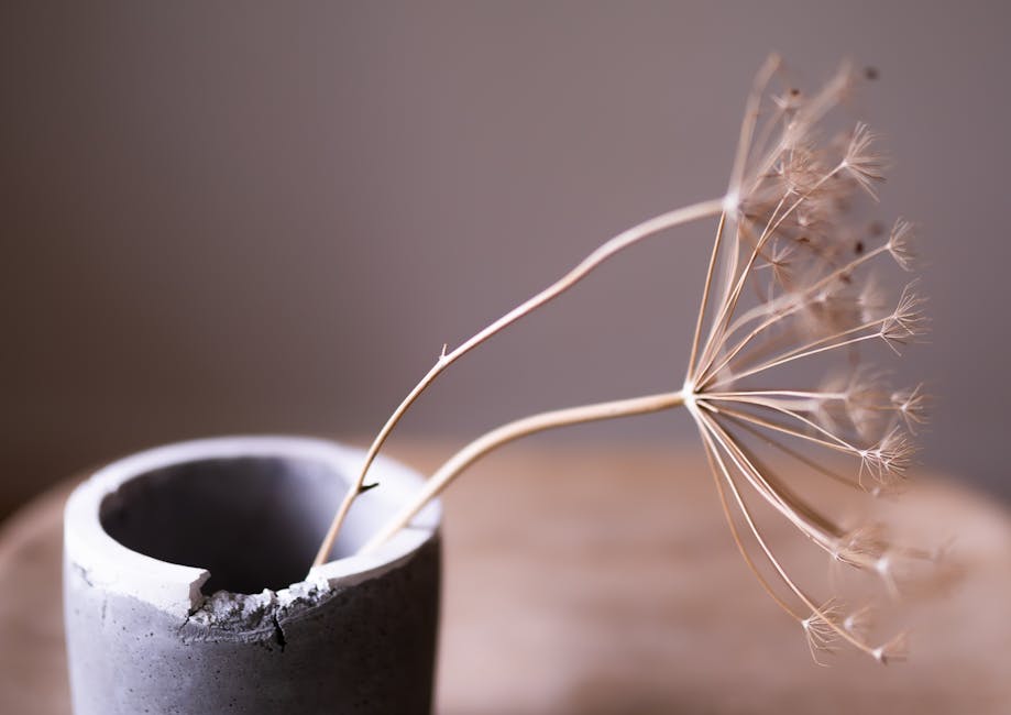 Aesthetic Photography: The Beauty of Simplicity